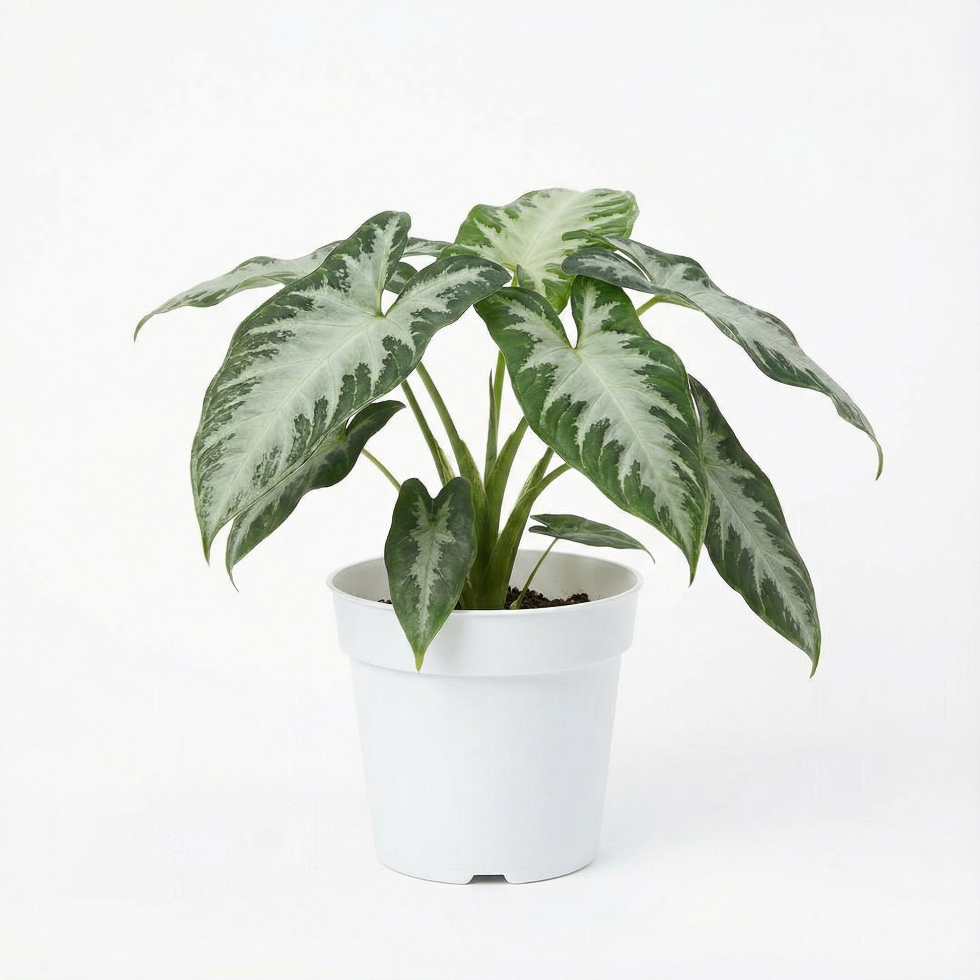 Syngonium Wendlandii Silver Goosefoot