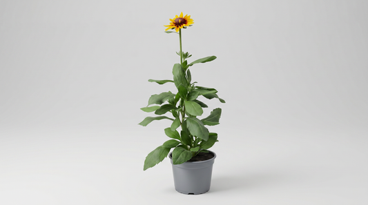 Rudbeckia 17 cm
