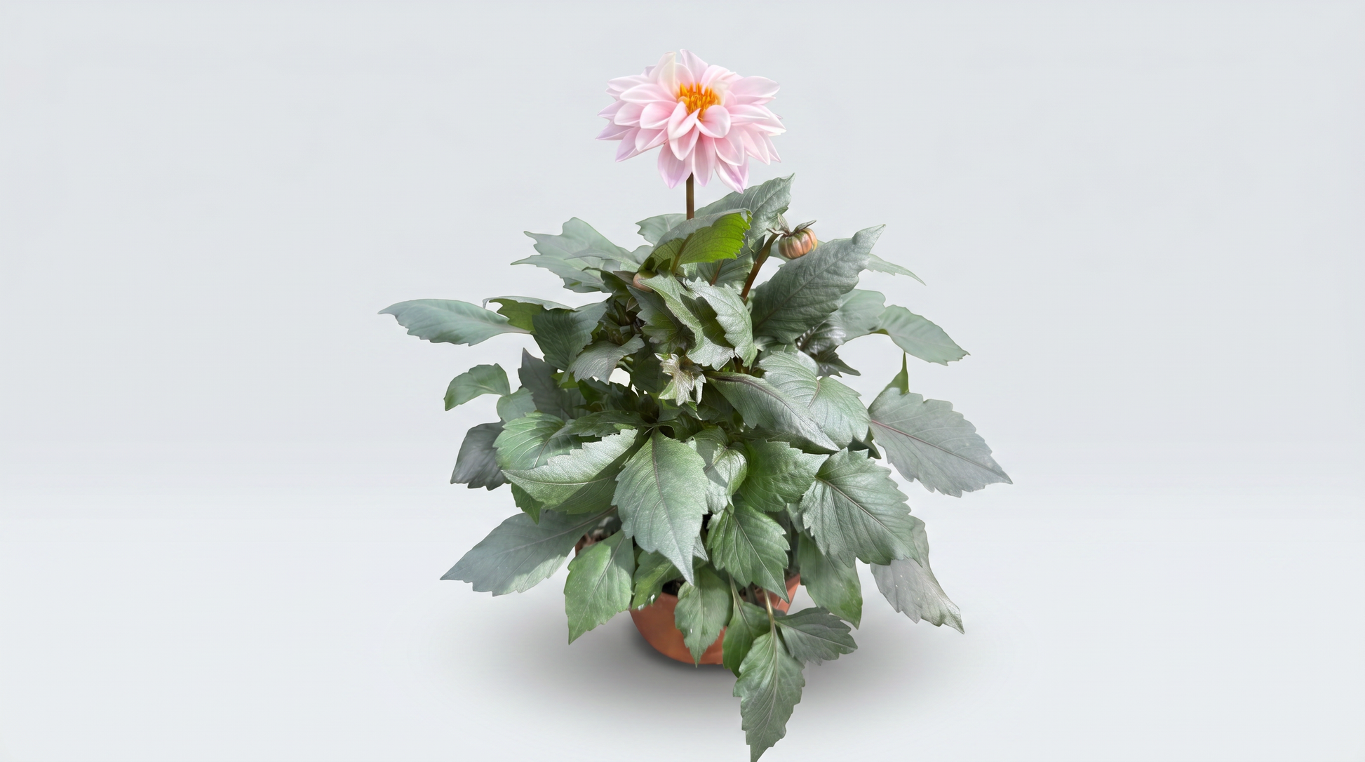 Dahlia Maxi 18/19 cm Mix