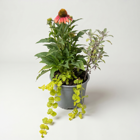 Autumn pot 3 plants