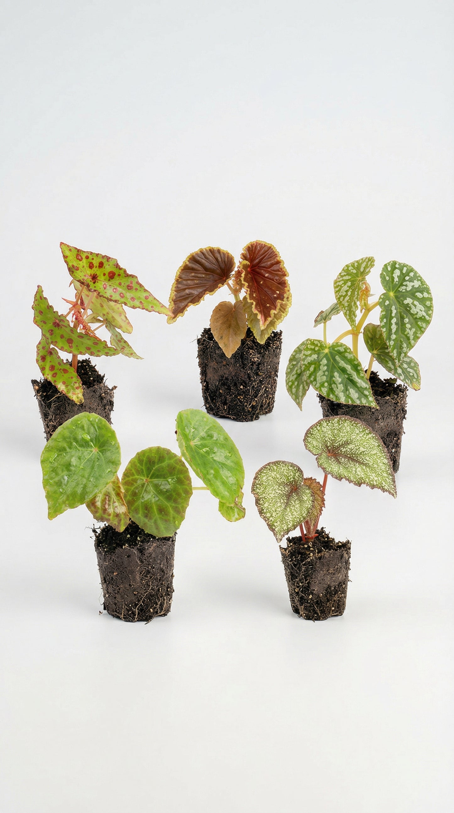 Rare Begonia Box - Ultimate Plant Collection featuring five unique potted begonias with exotic foliage. Ideal for collectors and terrarium setups.
