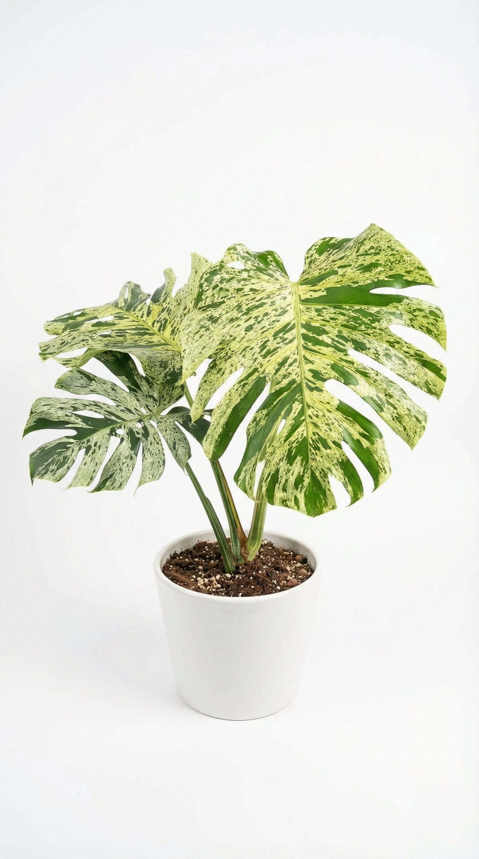 Monstera deliciosa Bulbasaur - preorder - indoor plant care