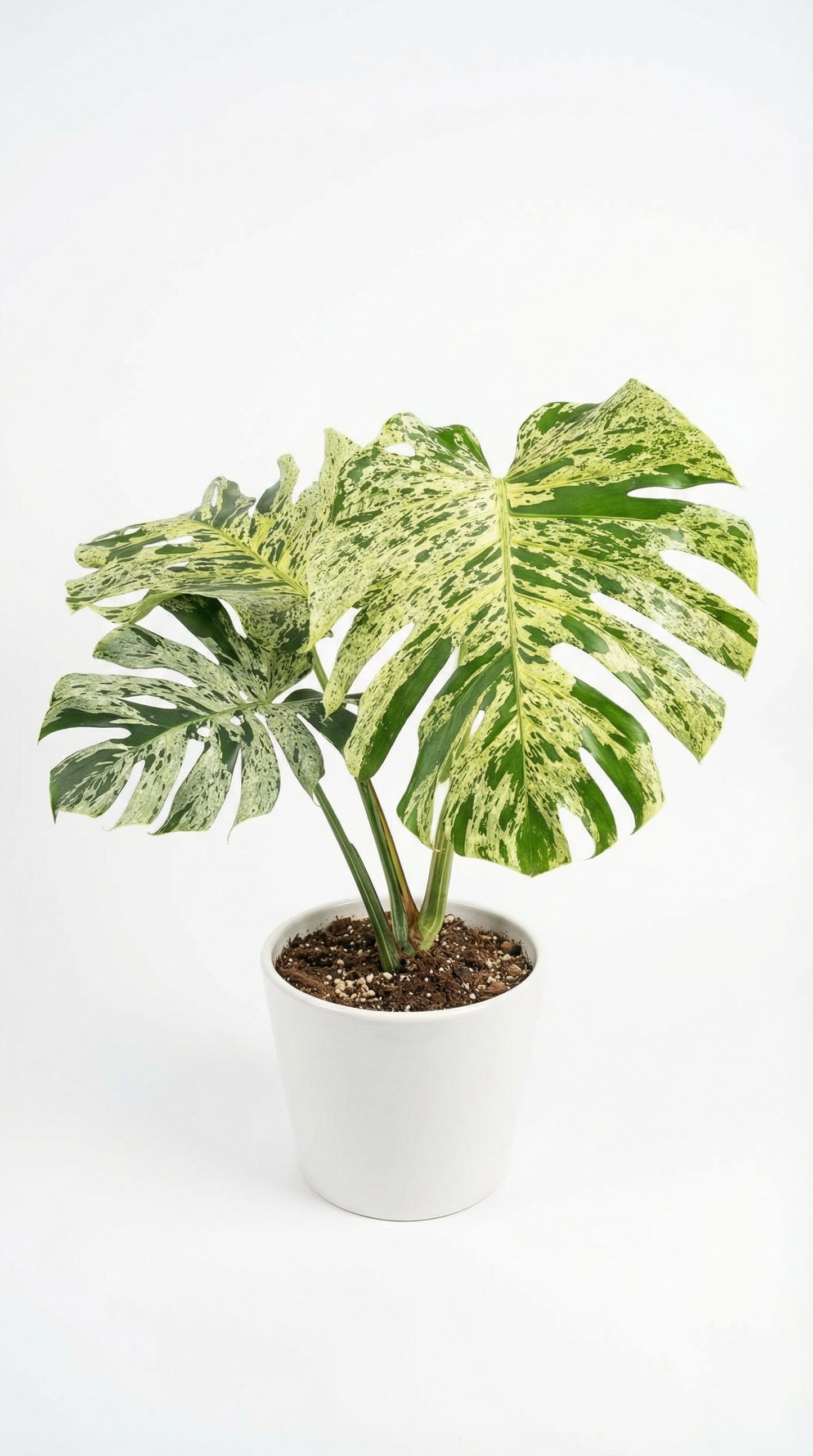 Monstera deliciosa Bulbasaur - Preorder