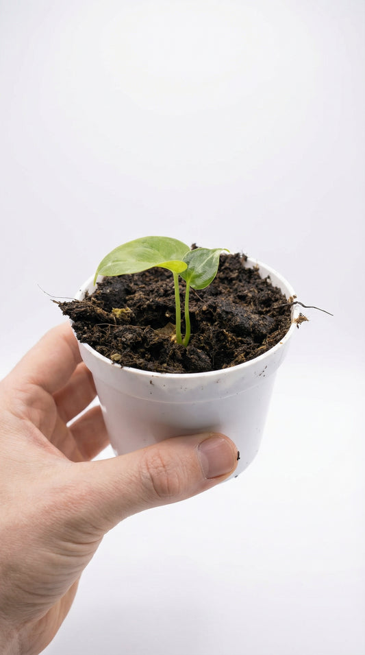 Mini Anthurium 'DELTA FORCE'