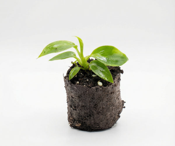 Mini Philodendron Spiritus Sancti – Plantthatplant