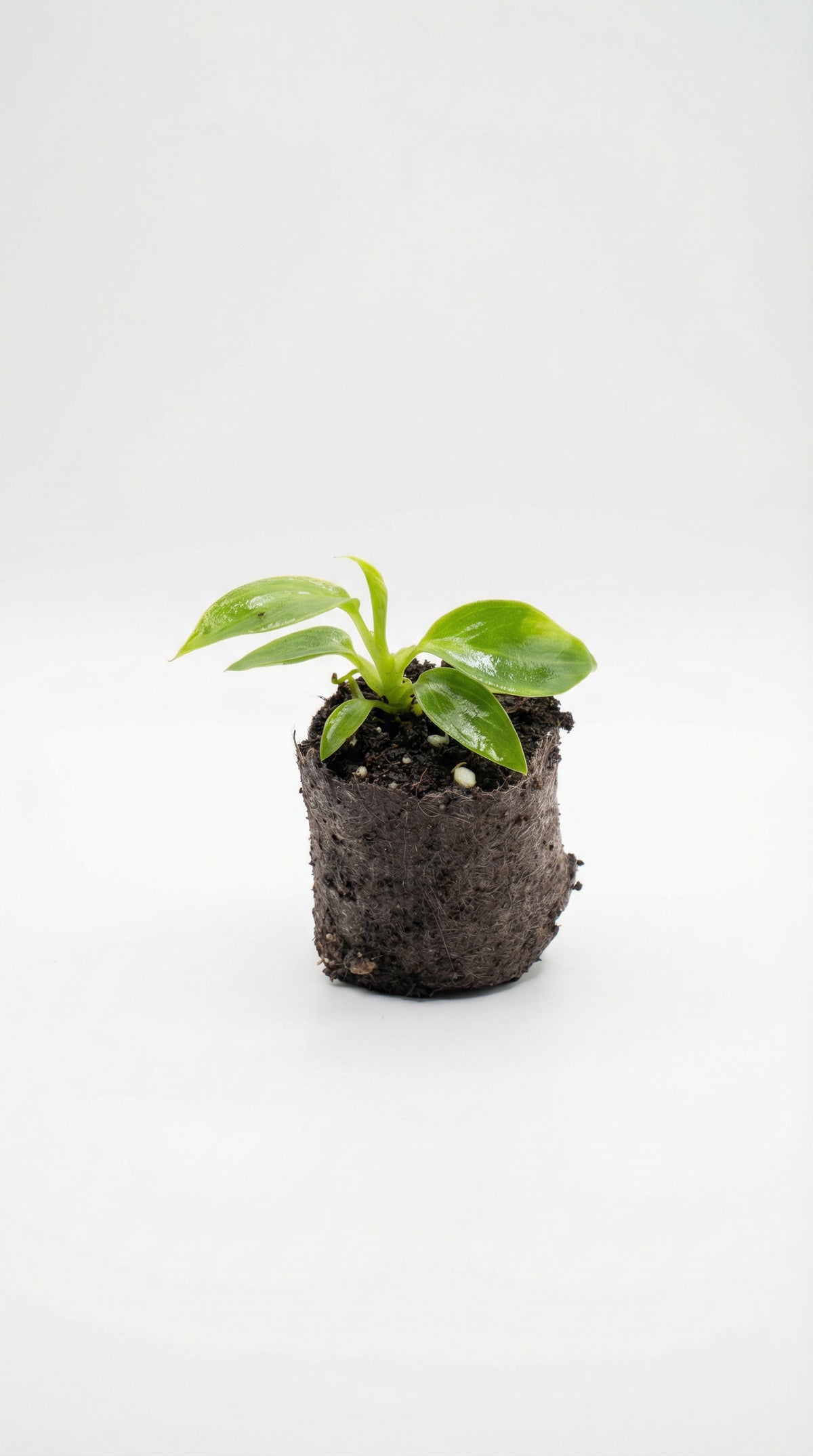 Mini Philodendron Spiritus Sancti – Plantthatplant