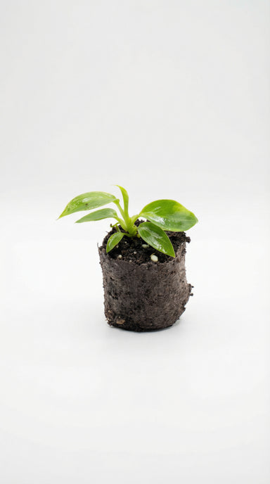 Mini Philodendron Spiritus Sancti – Plantthatplant