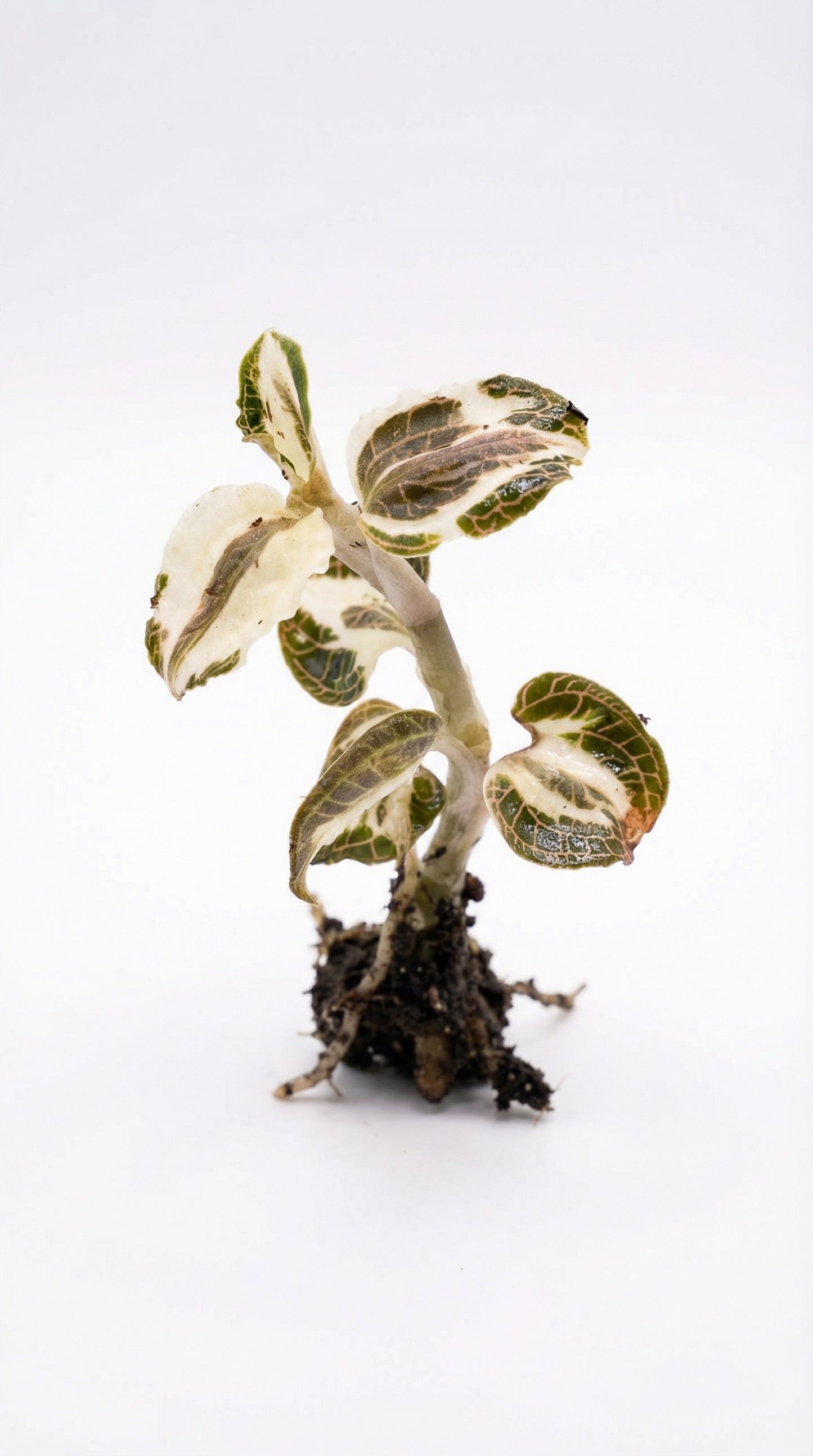 Anoectochilus Roxburgii 'Fire Bird' Variegata