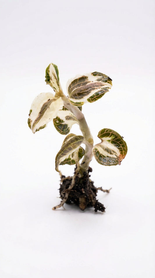 Anoectochilus roxburgii ’Fire Bird’ variegata