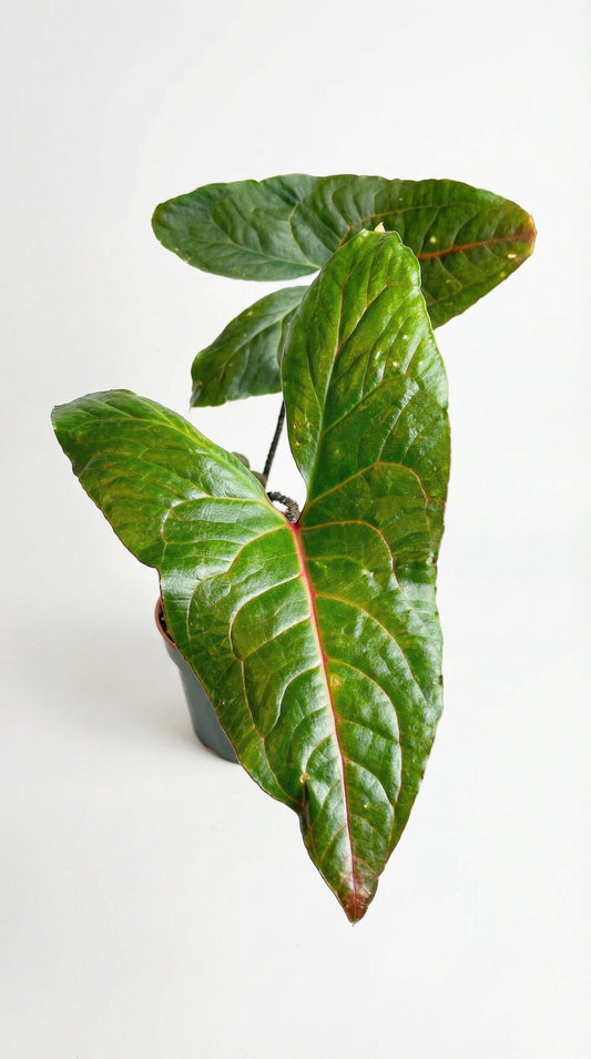 Alocasia Polly aurea