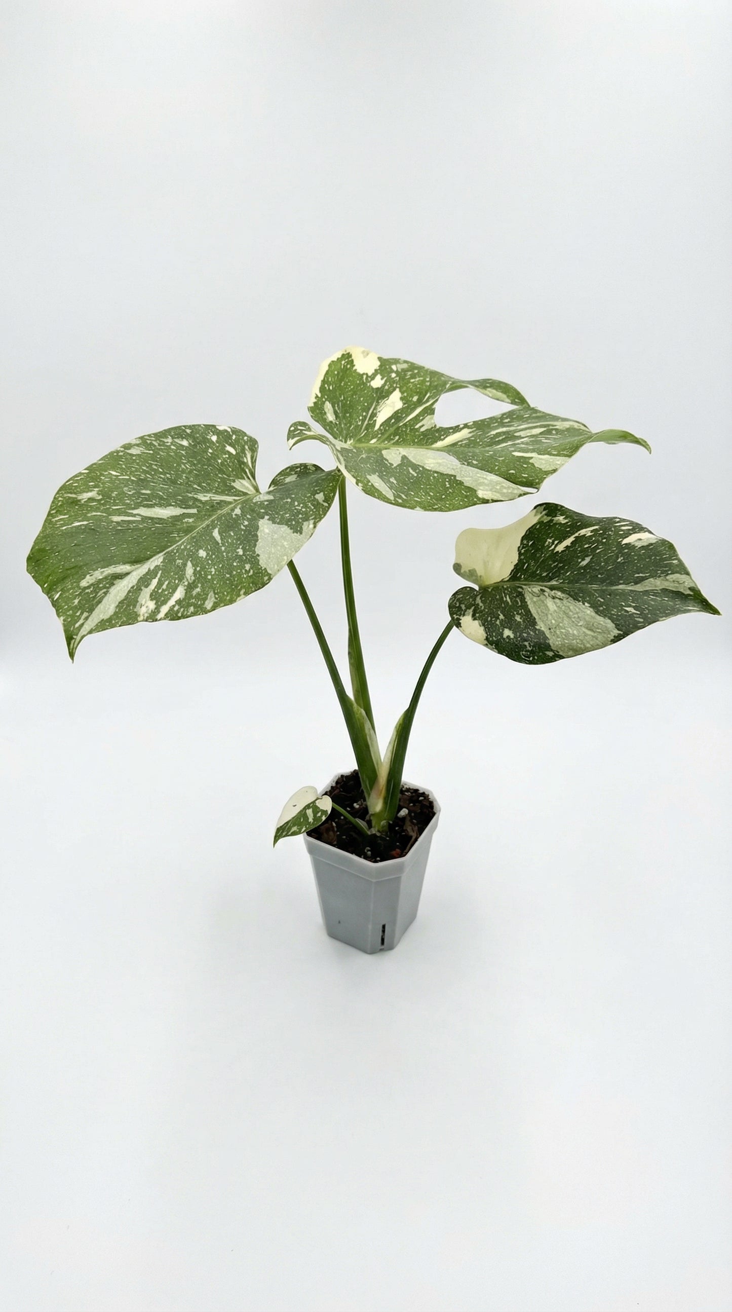 Monstera Deliciosa 'Thai Constellation'