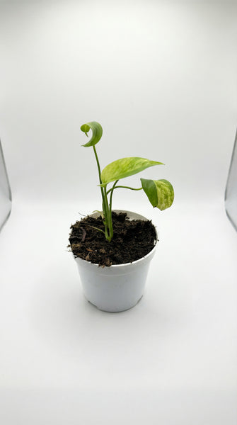 monstera plant seedling Monstera 'Yellow Marilyn' – Plantthatplant