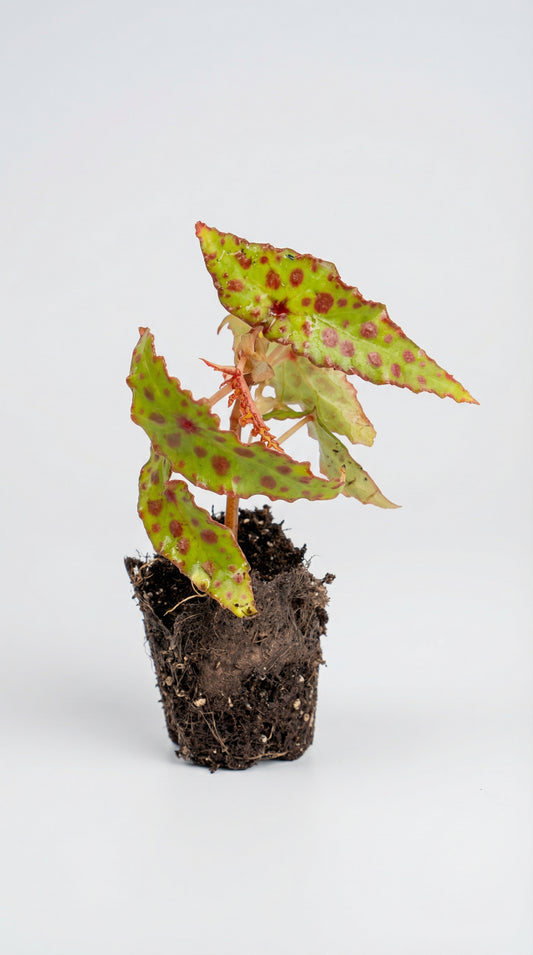 Begonia amphioxus potted houseplant with green leaves and red spots, ideal for warm, humid indoor environments. Featured in care guide for optimal growth.