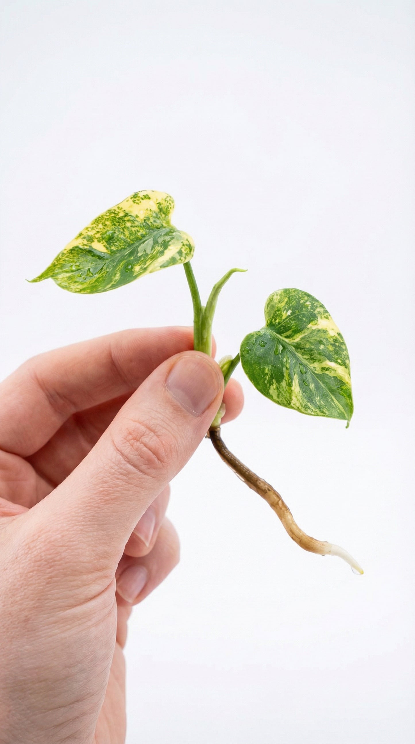 Monstera deliciosa 'Platinum' - limited