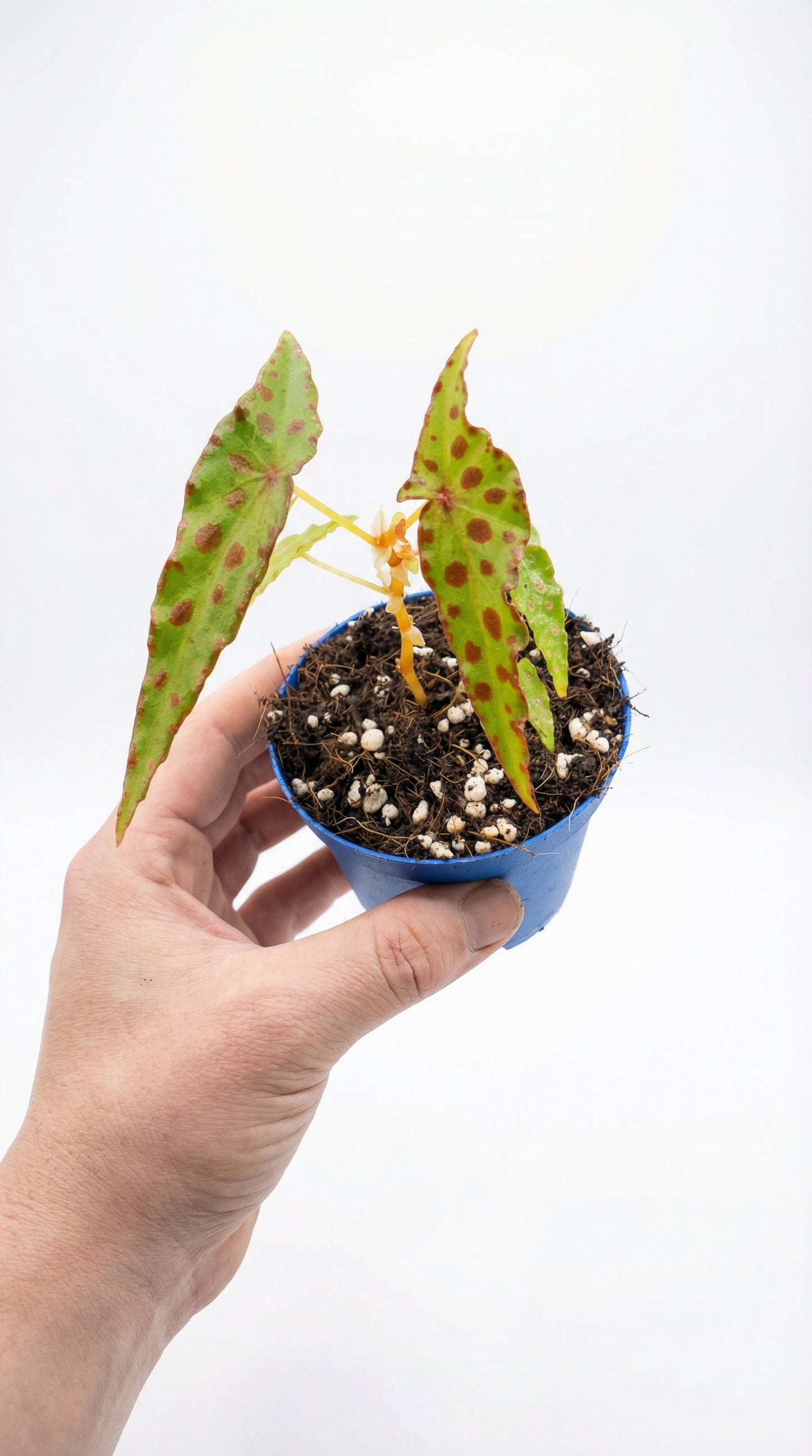 Begonia amphioxus