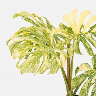 Monstera deliciosa 'Platinum' - Rare Monstera | Care Tips
