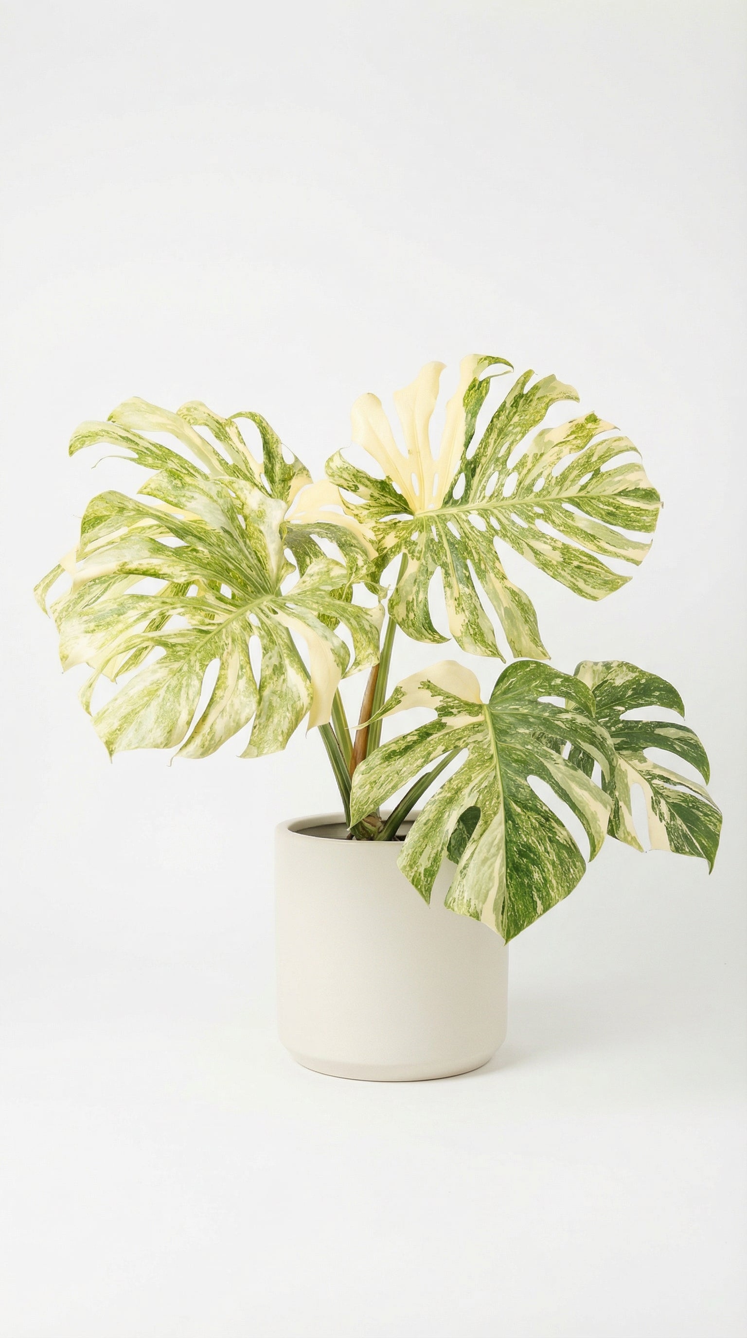 モンステラ プラチナム Monstera deliciosa platinum② Buy Monstera Deliciosa“Platinum” | Thailand Export – FloristaPearl