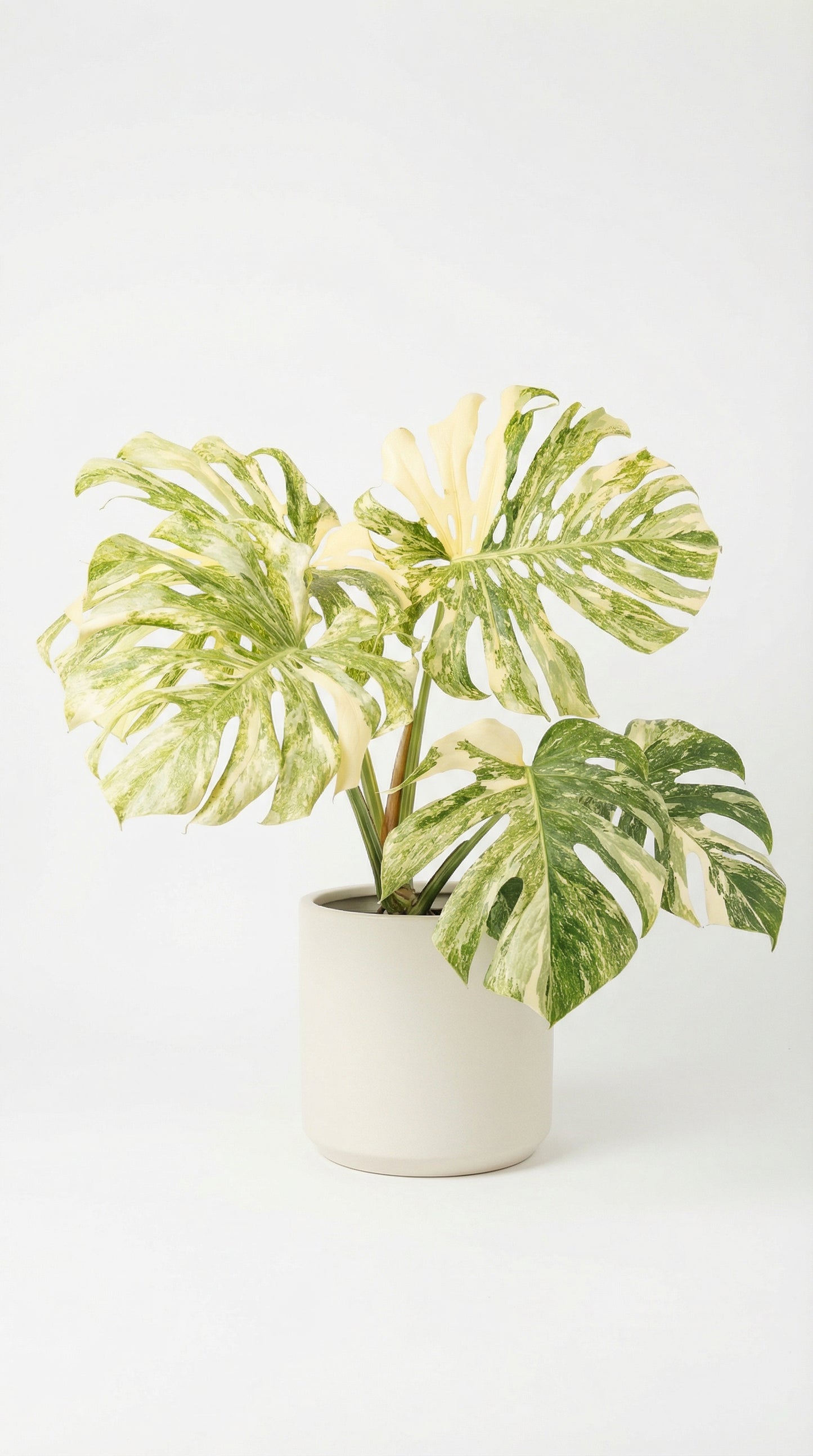 monstera platinum Monstera deliciosa 'Platinum' - Rare Monstera