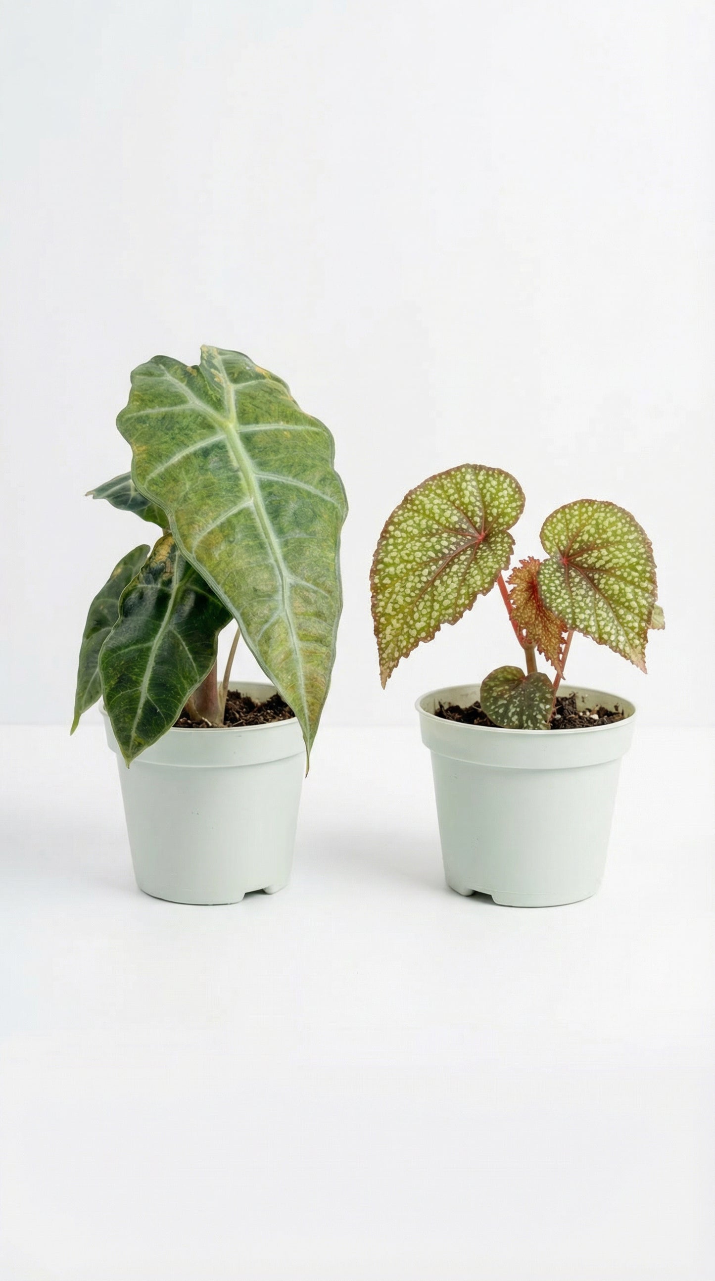 Mystery Signature Bundle