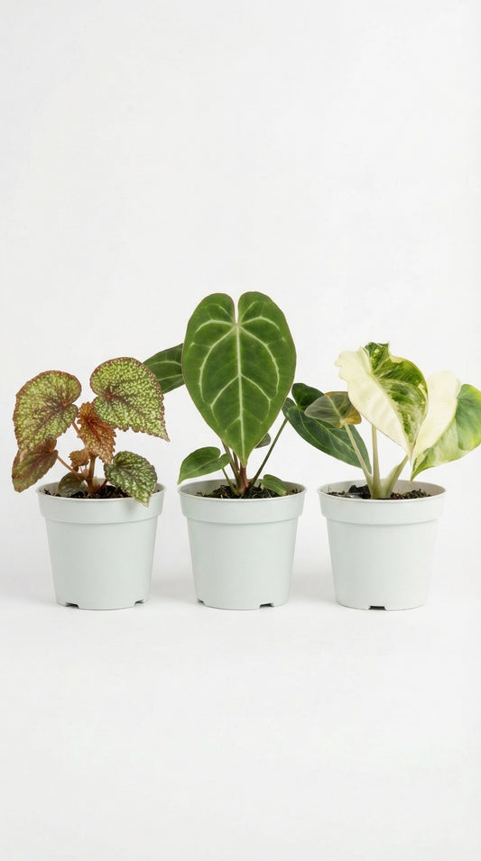 Mystery Bundle Bonanza