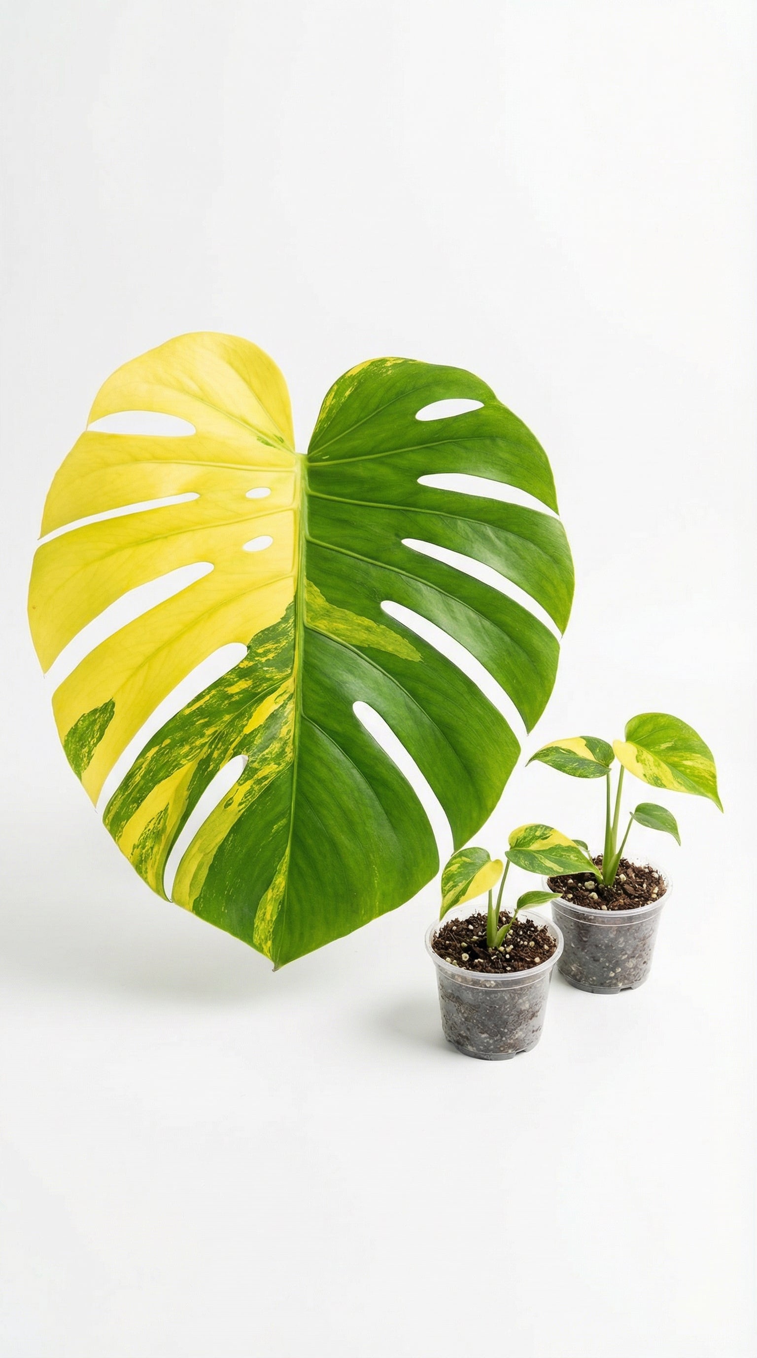 monstera deliciosa - 70 cm green bubble Monstera deliciosa LEMON BUBBLES - Rare Aroid