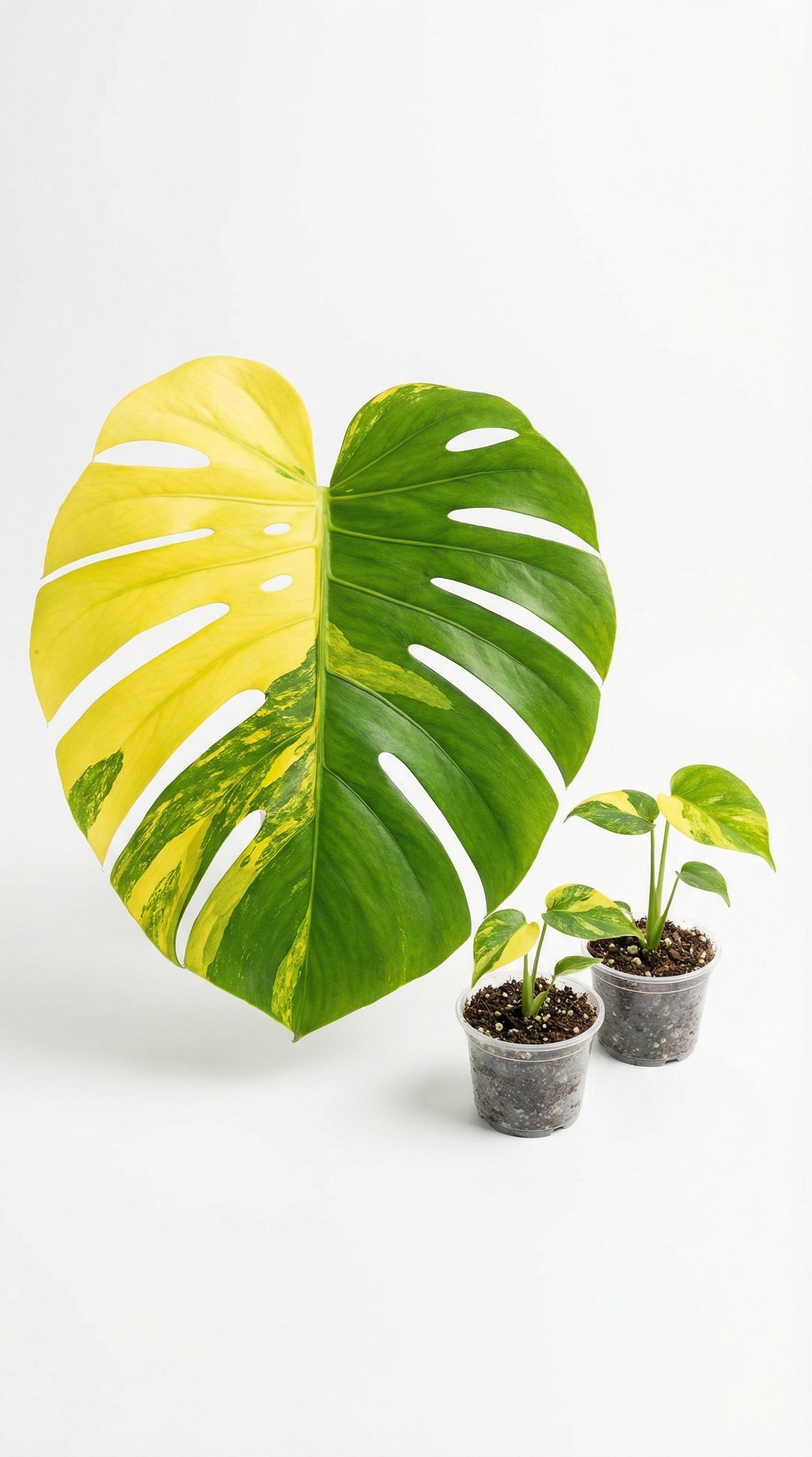 Monstera deliciosa LEMON BUBBLES - Preorder