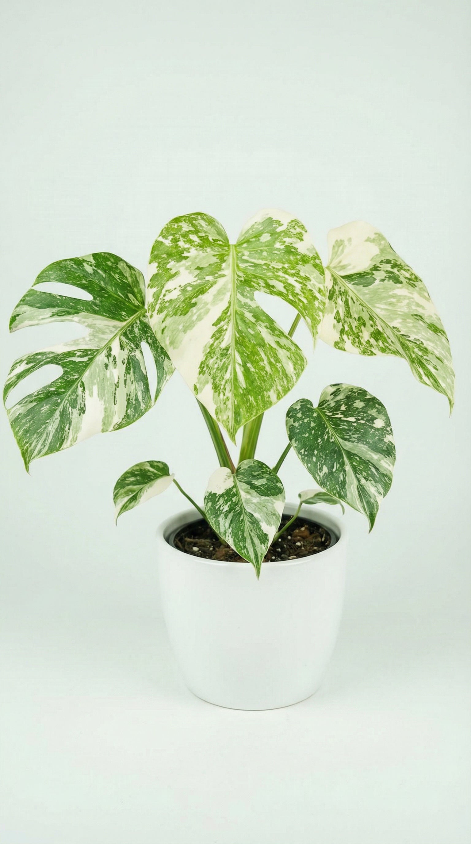 Monstera Cream Cheese - Variegated Monstera Cream Cheese