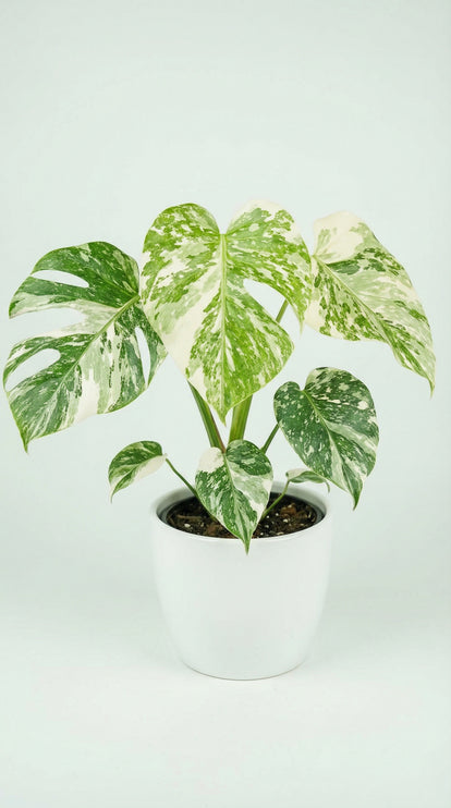Monstera Cream Cheese - Variegated Monstera Cream Cheese