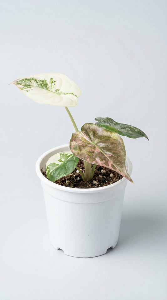 Alocasia wentii Pink Variegata - Preorder