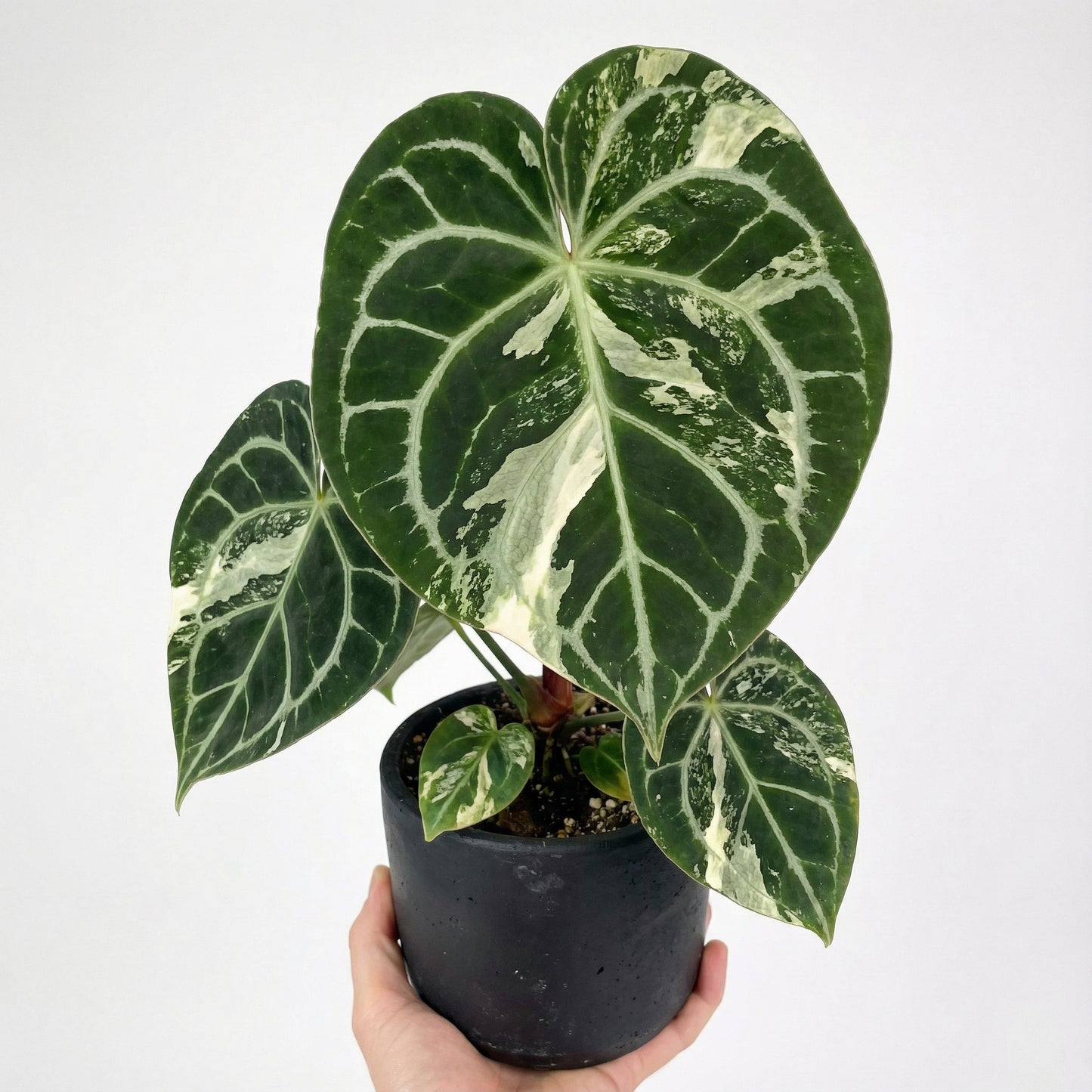 Anthurium clarinervium Variegata - Preorder