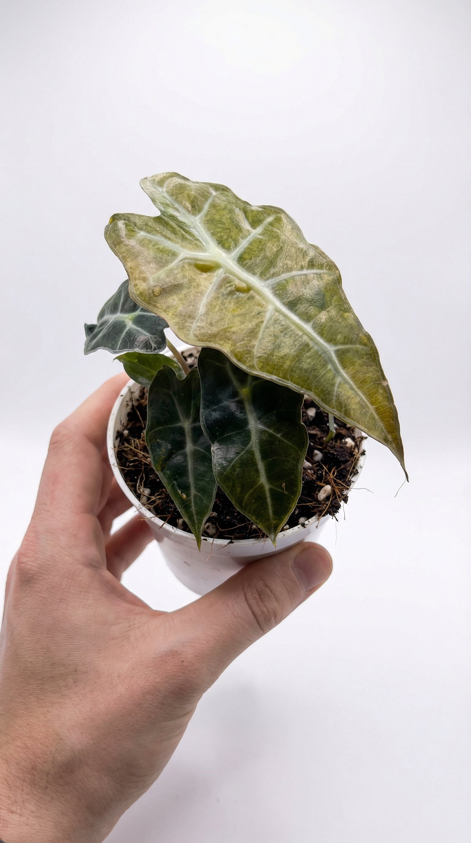 Alocasia polly Aurea – Plantthatplant