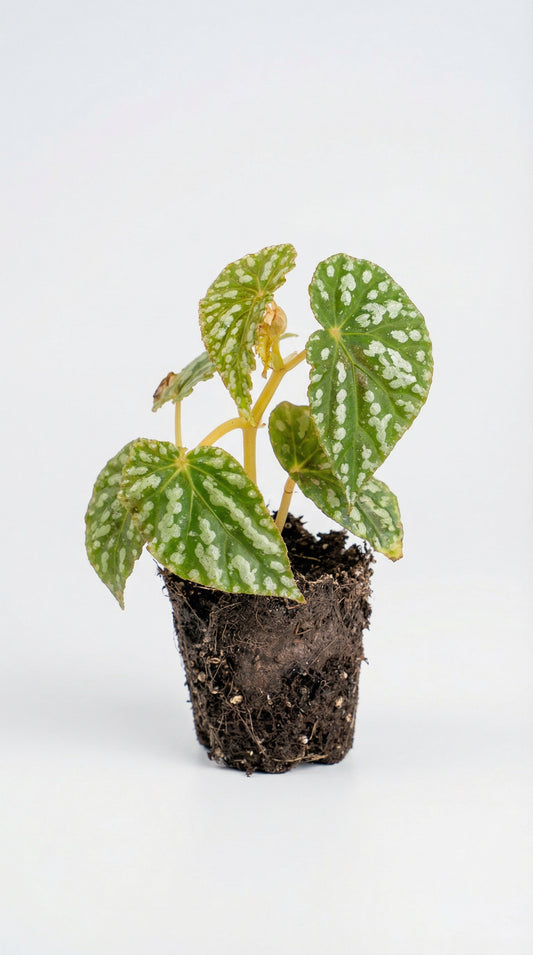 Begonia Nopphitan with compact, patterned foliage and exposed roots, ideal for terrariums and indoor plant collections. Learn care essentials for lush growth.