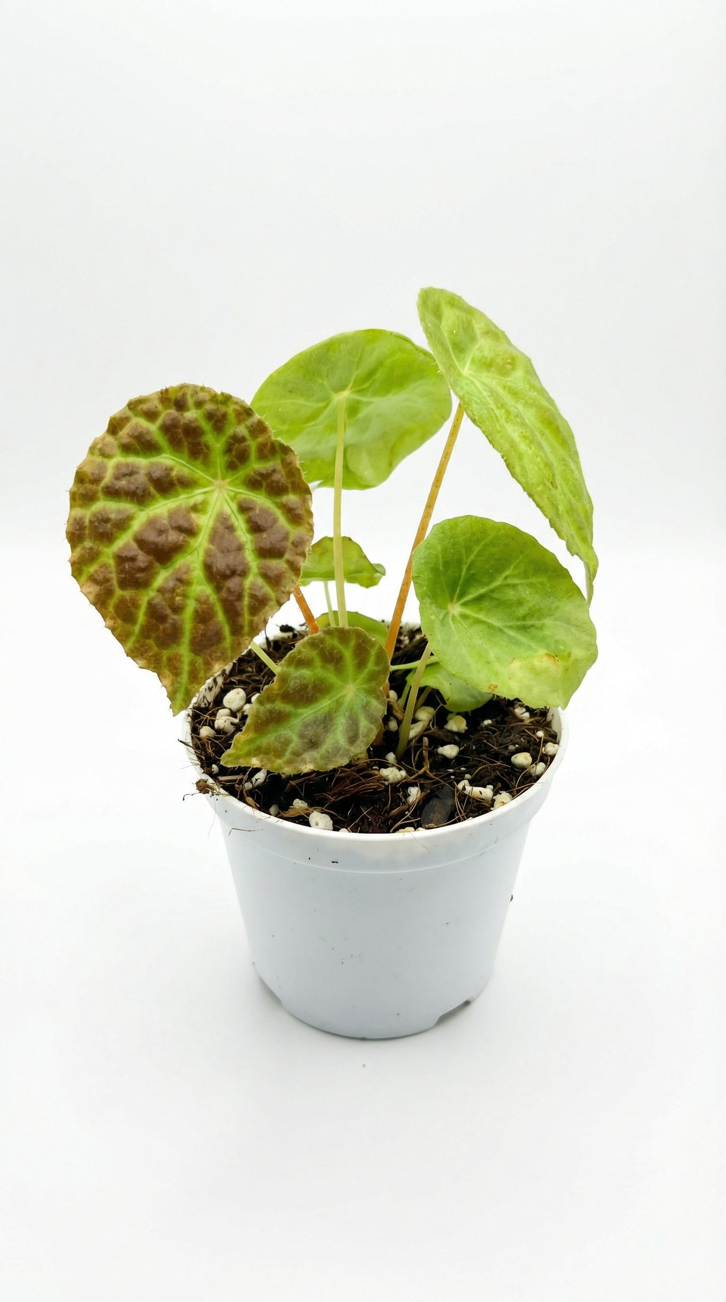 Begonia phutoensis