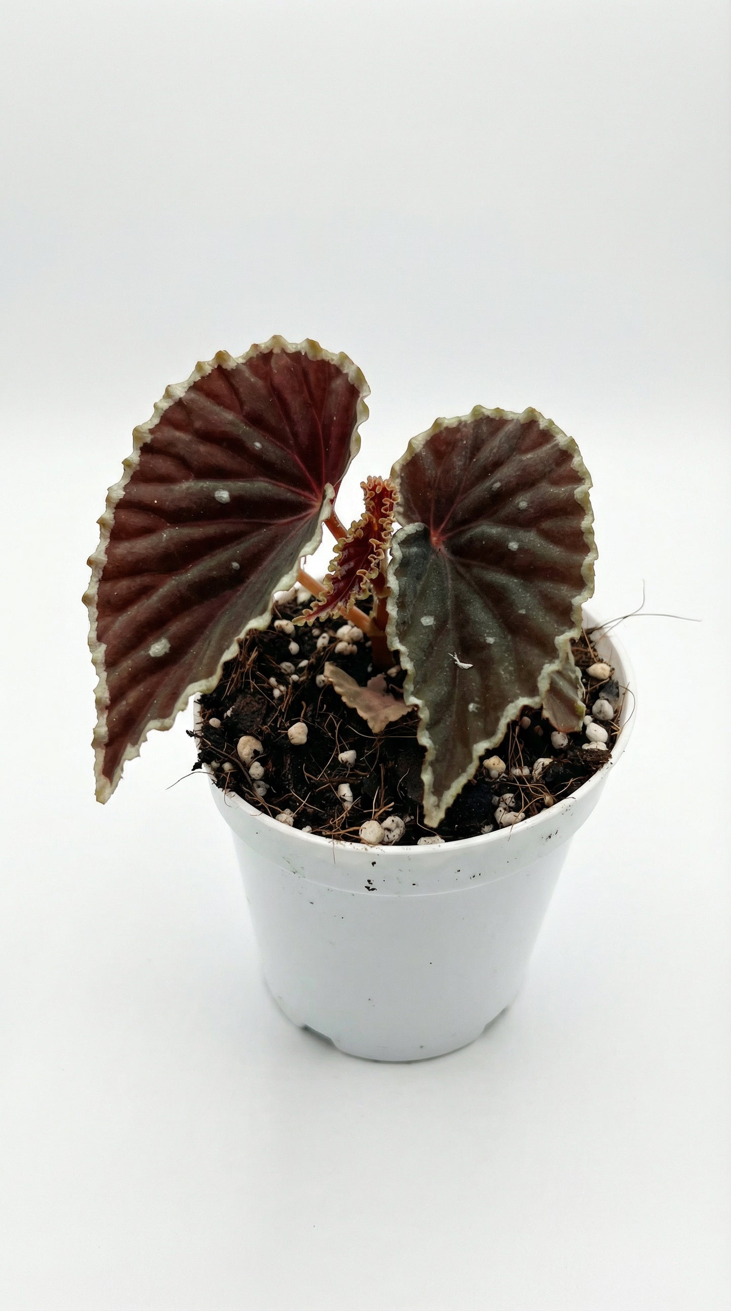 Begonia darthvaderiana 'Green Spot'