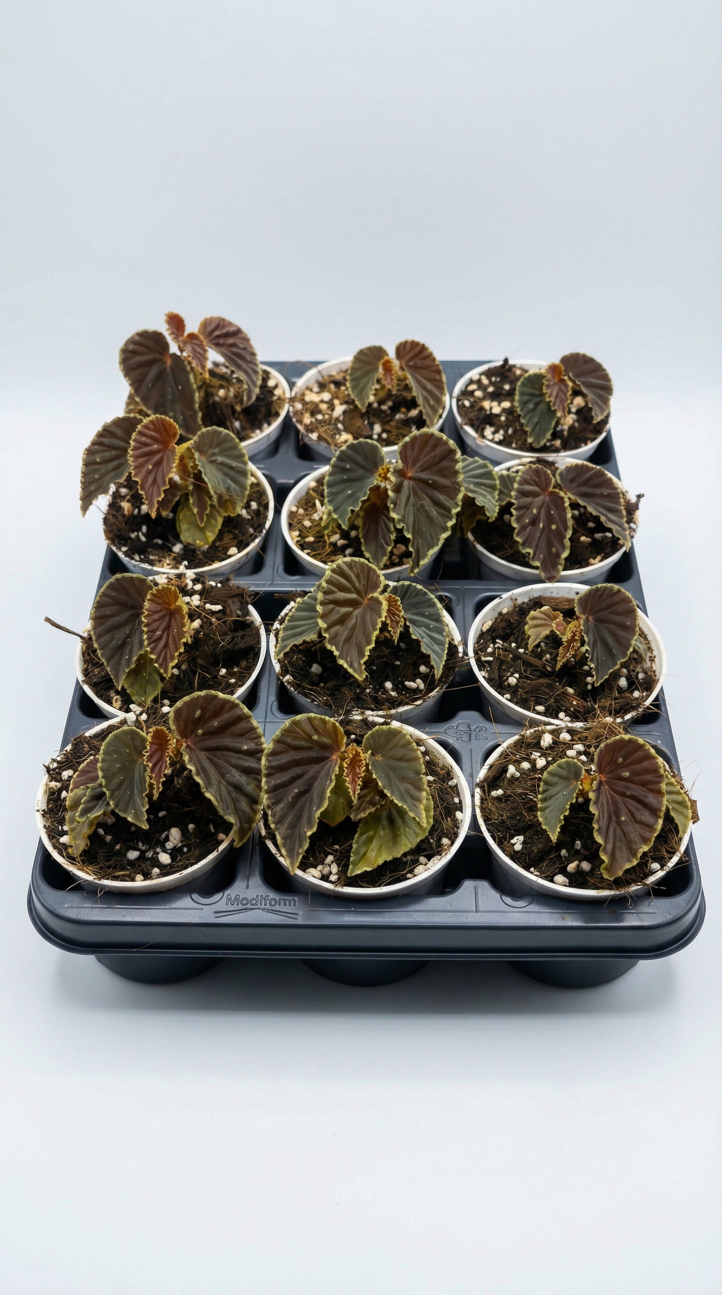 Begonia darthvaderiana 'Green Spot'