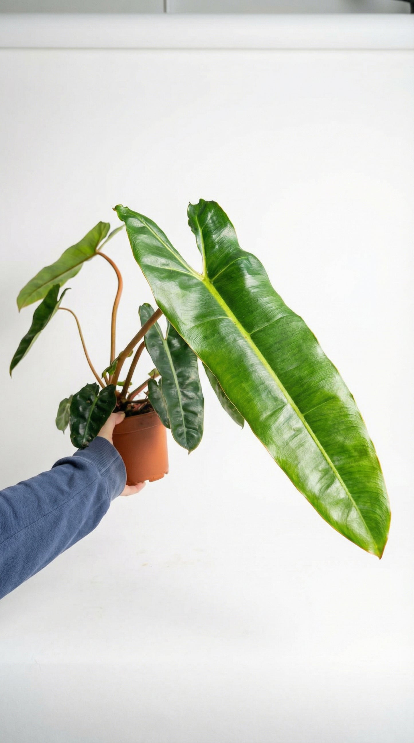 Philodendron billietiae