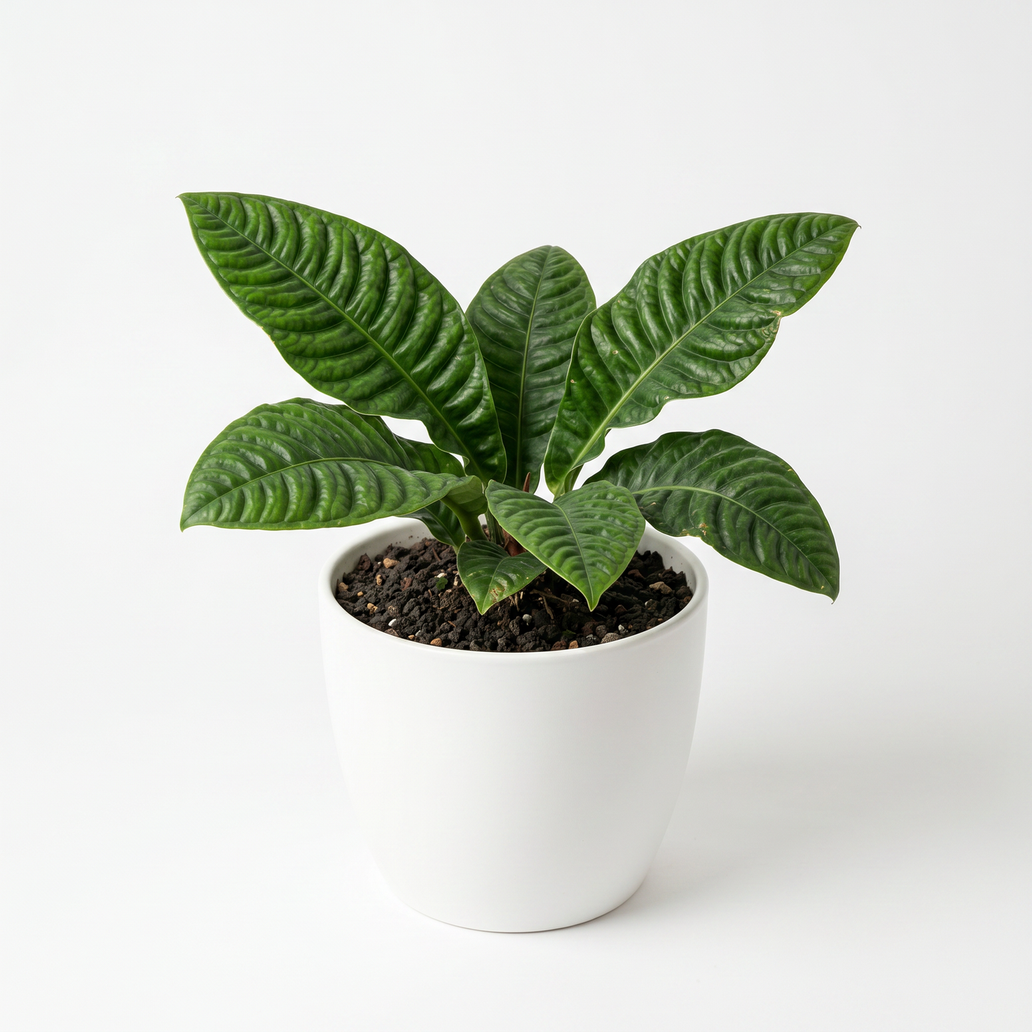 Anthurium Reflexinervium - Preorder