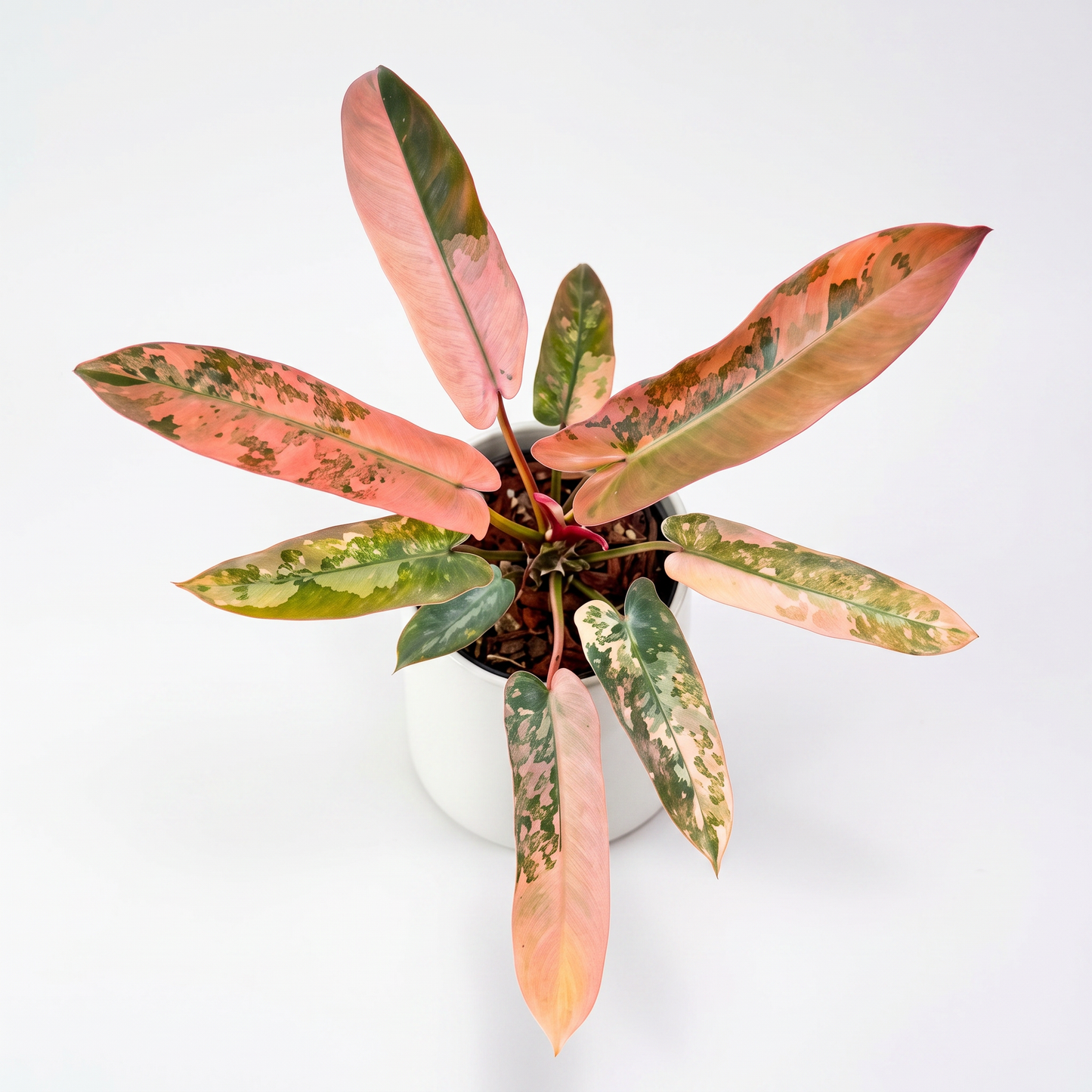 Philodendron Atabapoense Pink Variegata - Preorder