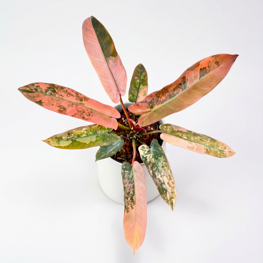 Philodendron Atabapoense Pink Variegata - Preorder