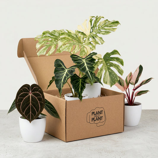 Plant Lover’s Mystery Gift Card