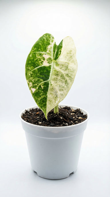 Watsoniana doff 'Pride Of Cup' Variegata - Rare Variegated Anthurium Aroid  Plant