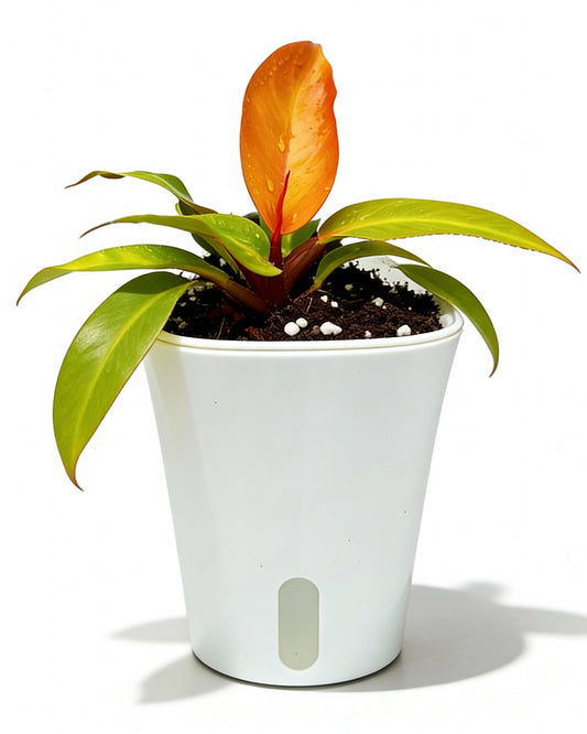 Self-watering planter pot