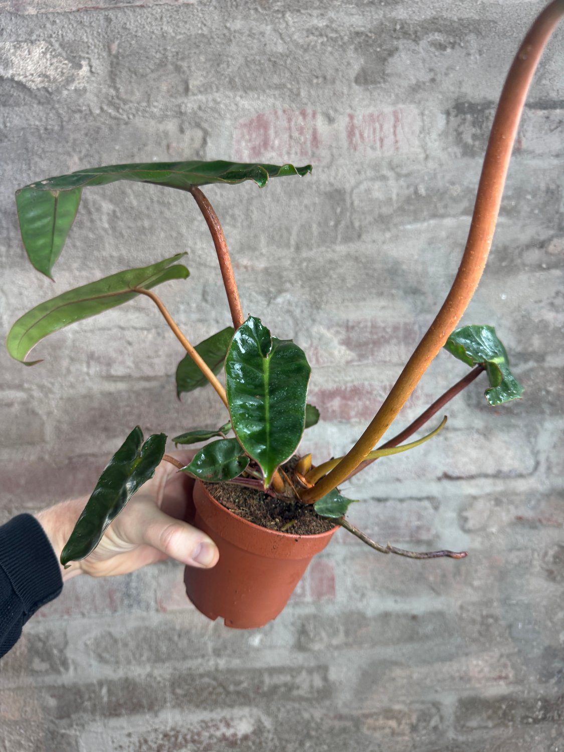 Philodendron billietiae