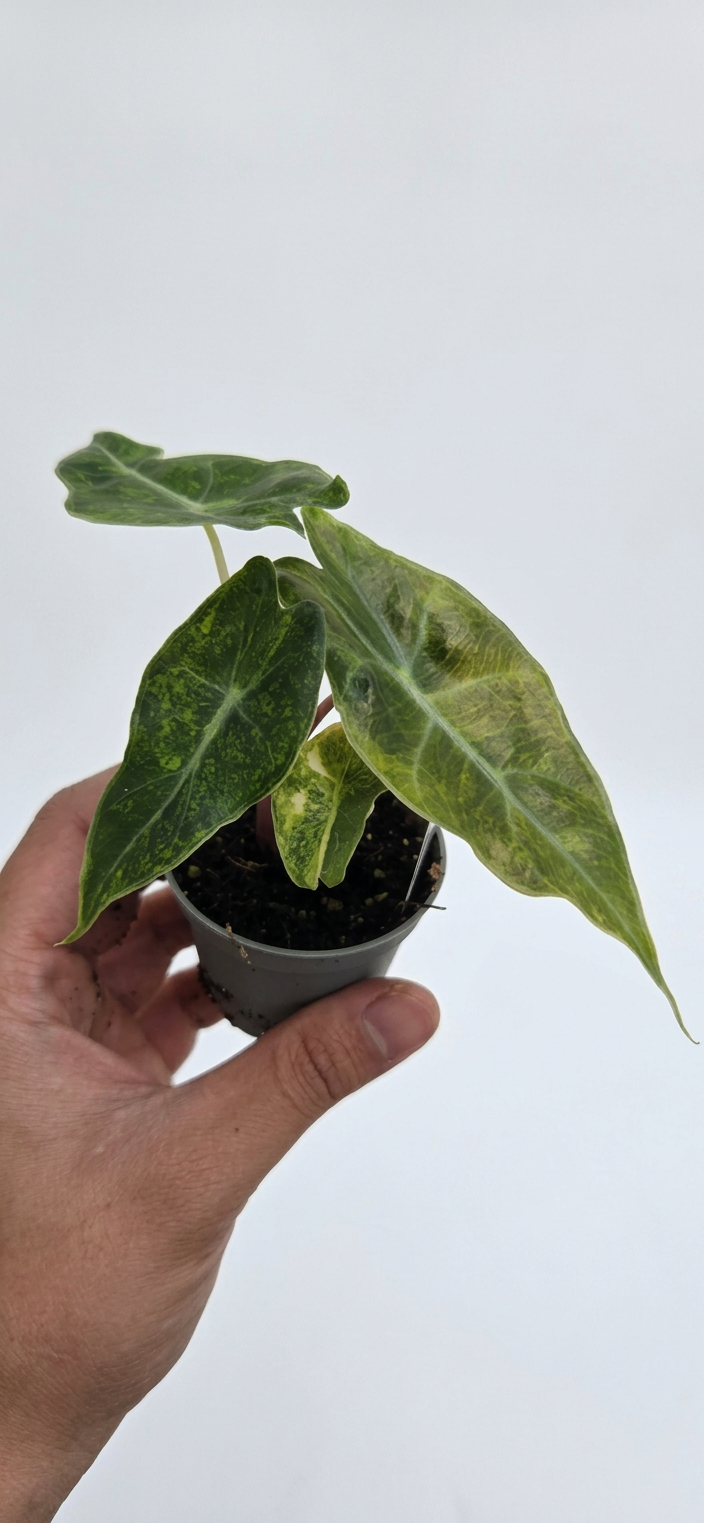 Alocasia Nairobi Nights variegata