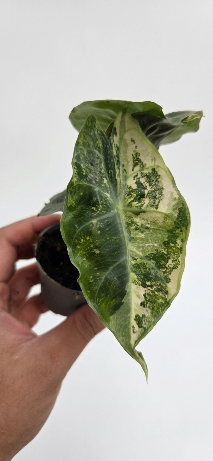 Alocasia Nairobi Nights variegata