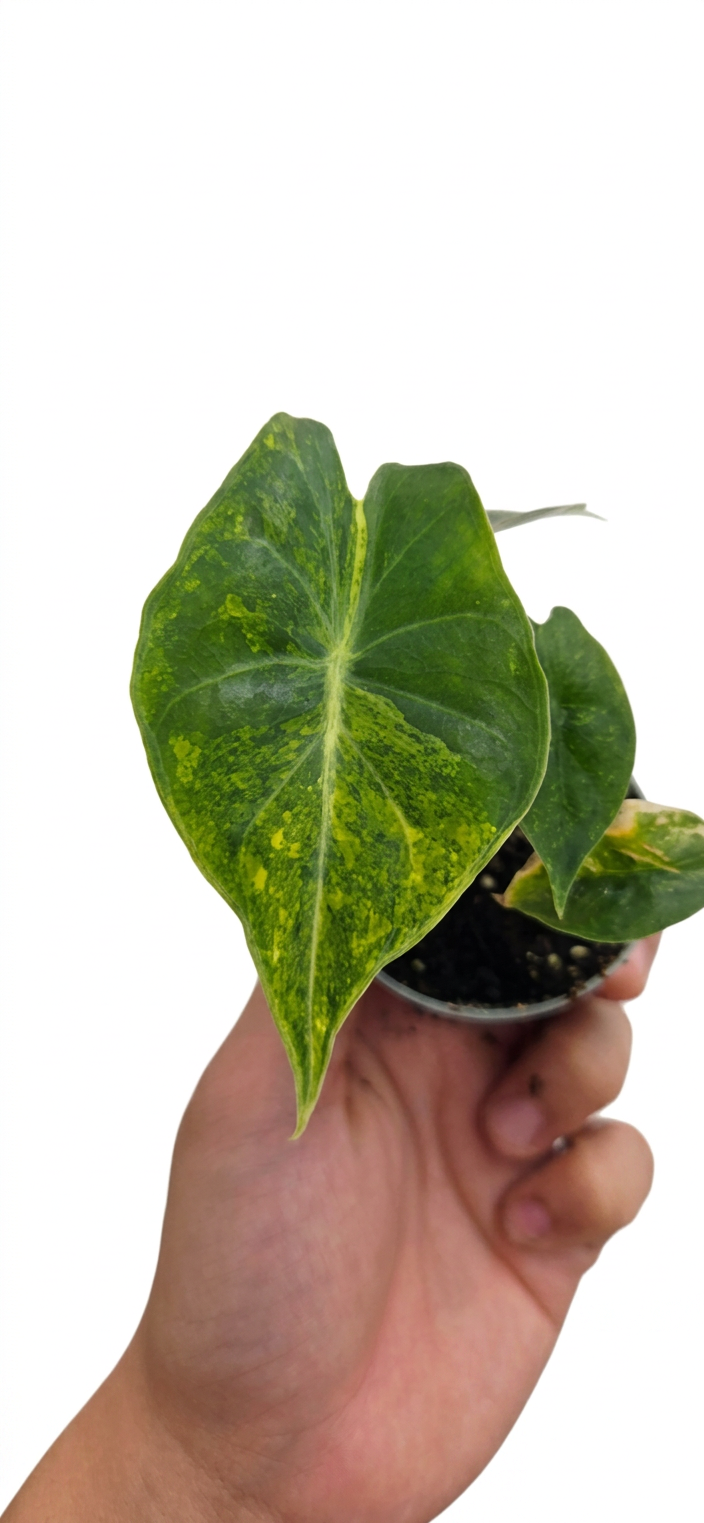Alocasia Nairobi Nights variegata