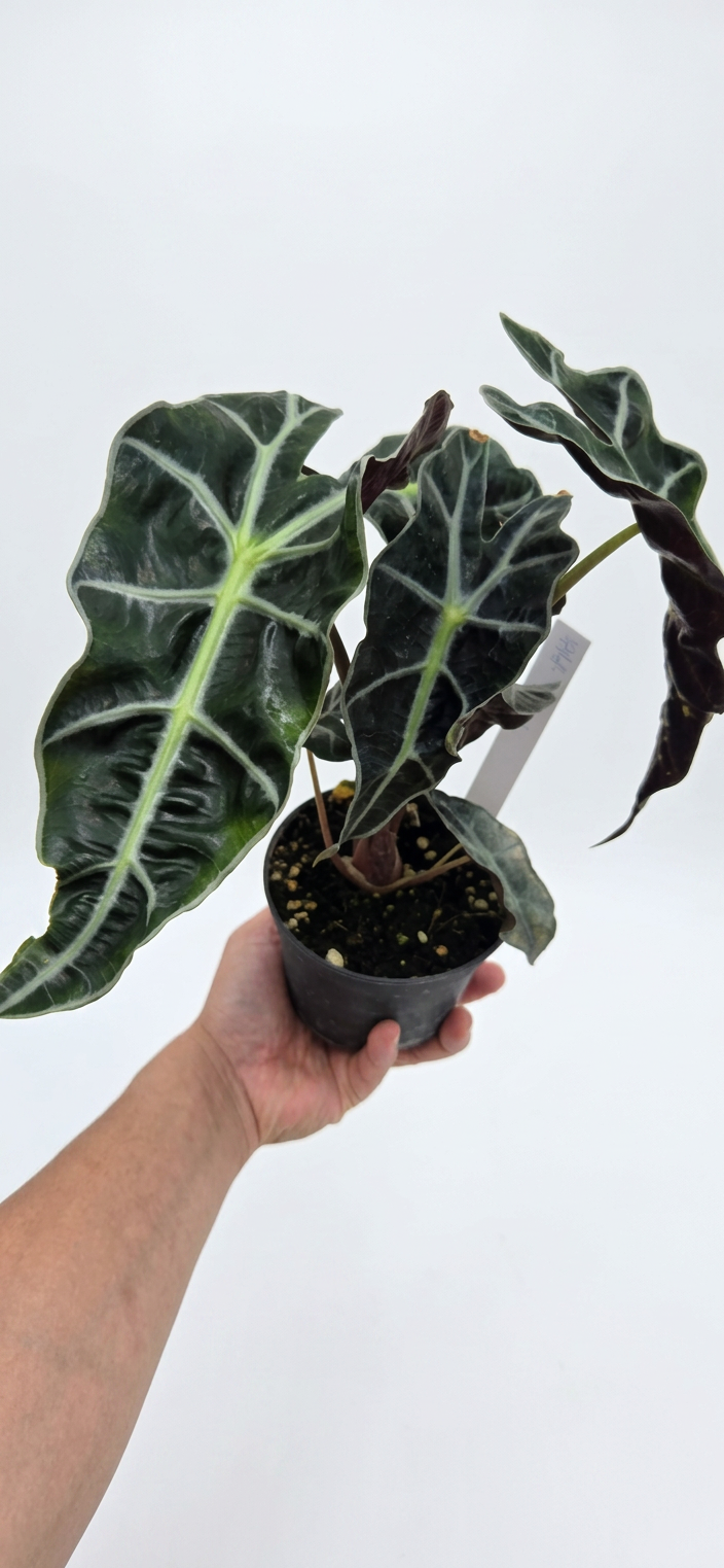 Alocasia Amazonica x Pink Polly
