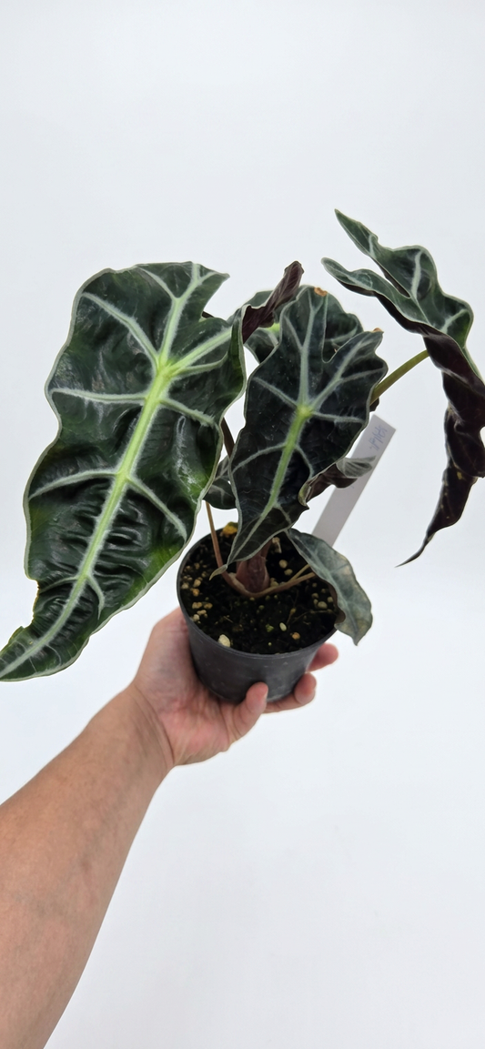 Alocasia Amazonica x Pink Polly