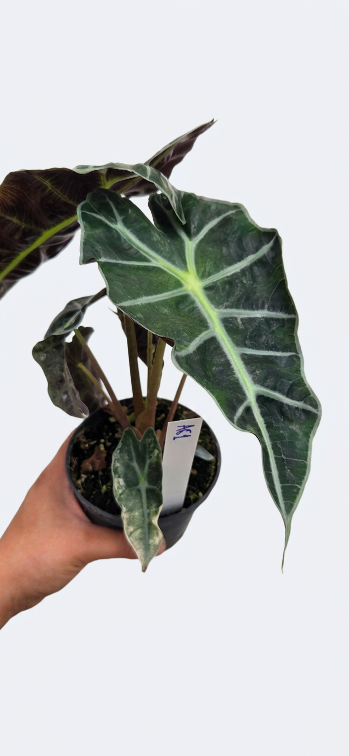 Alocasia Amazonica x Pink Polly