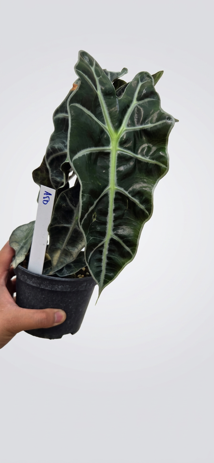 Alocasia Amazonica x Pink Polly